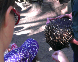 Adrienne And Echidna