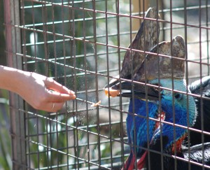 Adrienne feeding a Cassowary