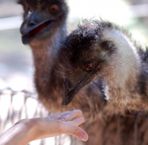 Adrienne feeding Emu