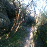 A path through the bush