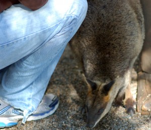 Wallaby At My Knee