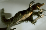 Velociraptor with feathers