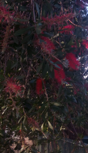 Petal-less Red Flowers